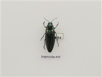 藏品(吉丁蟲科)的圖片